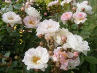 helene-lamb