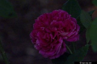 panachee-de-lyon-fharrell.jpg