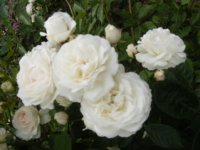 marie-jeanne