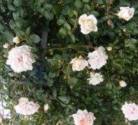 mme-alice-garnier