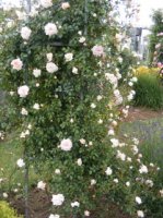 mme-alice-garnier2