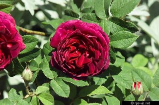 petite-orleanaise-fharrell.jpg