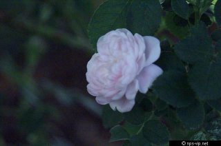pompon-blanc-parfait-fharrell.jpg