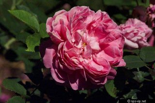 pompon-de-borgogne-f-harrell.jpg