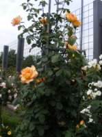 parure-dor1