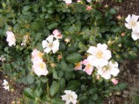 pink-bassino-a