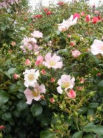 pink-bassino