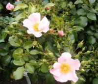 pink-bassino1