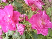 ruthen2