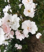 sourir-rose1