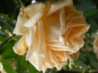 comtesse-de-noghegerea4