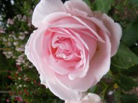 glarona2