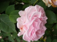 glarona3