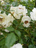 jeanne-richert