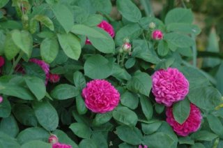 rose-de-rescht-hanna-szulc.jpg