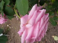 mme-generale-paul-de-benoist2