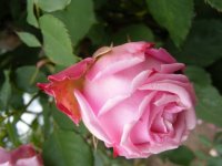 mme-generale-paul-de-benoist3