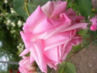mme-generale-paul-de-benoist4