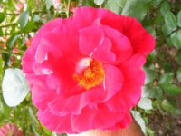 parkstrauchrose