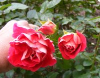 parkstrauchrose2