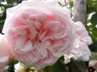 pink-rover