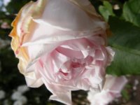 pink-rover2