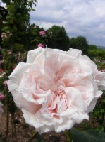 pink-rover3