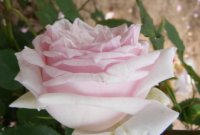 pink-rover4