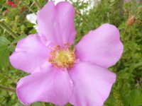 r-stellata-var-mirifica