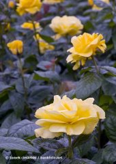 golden-wedding5721.jpg