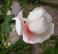 tricolore5