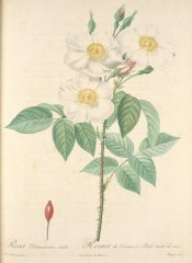 rosa-damascena-subalba