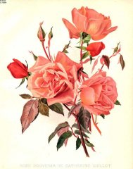 souvenir-de-catherine-guillot-z-the-garden-an-ilustrated-weekly-journal