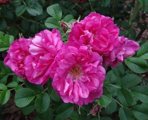 amelie-gravereaux-ze-spring-valley