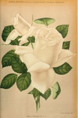 albatross-journaldesroses1911-9
