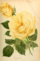 entente-cordiale-journaldesroses-1909-9