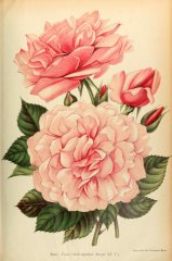 frau-oberhofgatner-singer-journaldesroses1910-12