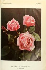 grosherzog-friedrich-journaldesroses1910-7