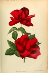 his-majesty-journaldesroses-1909-10