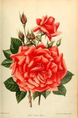 indiana-journaldesroses-1909-8