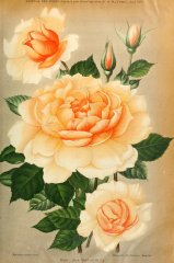 jean-note-journaldesroses1909-4