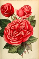 johanna-sebus-journaldesroses1910-11