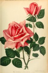jonkher-mock-journaldesroses1909-12