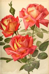 juliet-journaldesroses1910-10