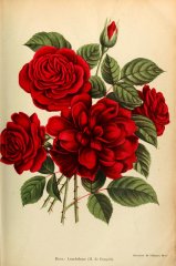 leuchtfeuer-journaldesroses-1910-4