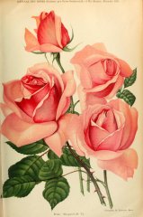 margaret-journaldesroses1909-11