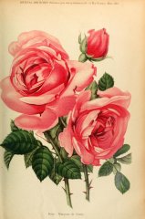 marquise-de-ganay-journaldesroses1910-3