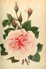 mme-segond-weber-journaldesroses-1910-6