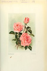 my-maryland-journaldesroses-1911-7