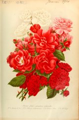 orleans-rose-mmme-taft-jeanne-darc
